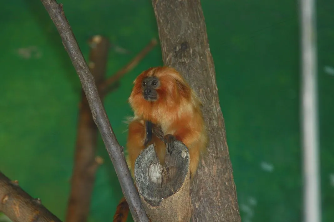 Potawatomi Zoo