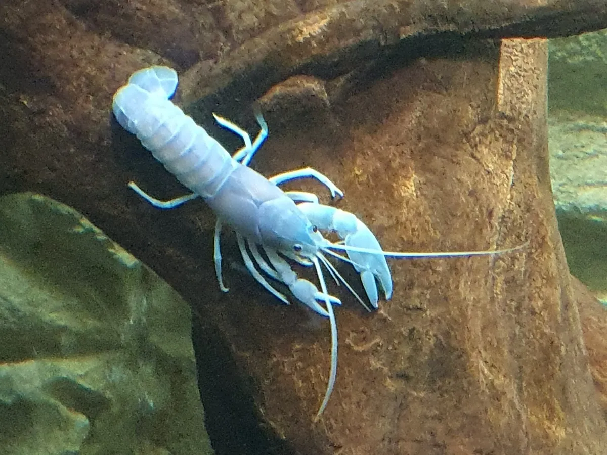 Sydney Zoo