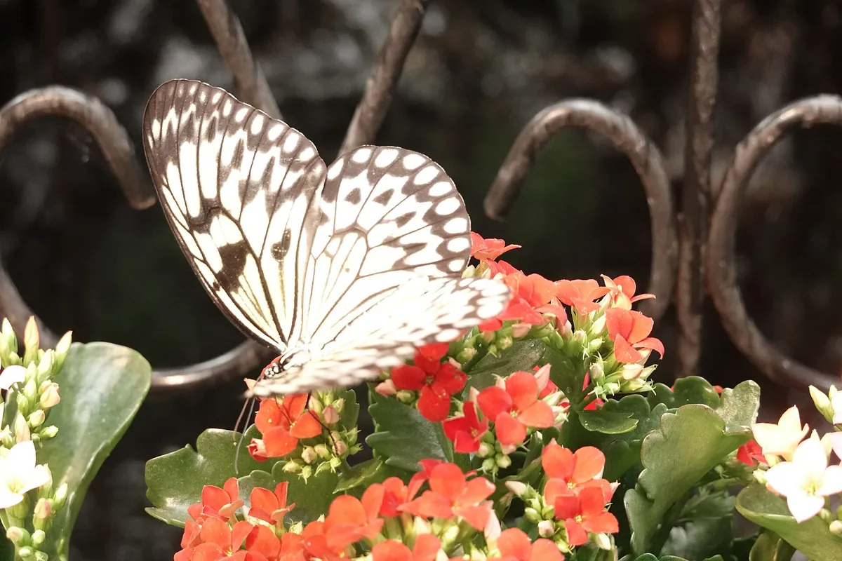 Allgäuer Schmetterling Erlebniswelt