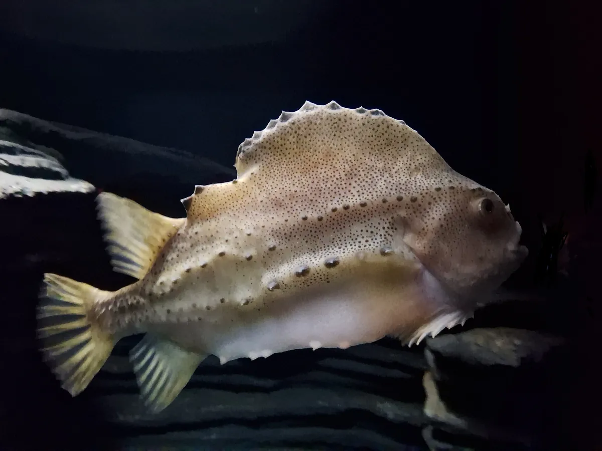 Monterey Bay Aquarium