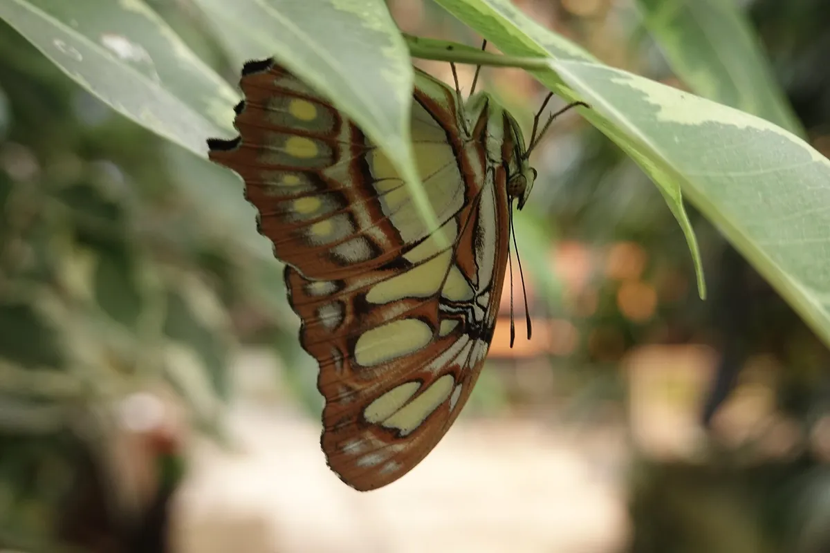 Allgäuer Schmetterling Erlebniswelt