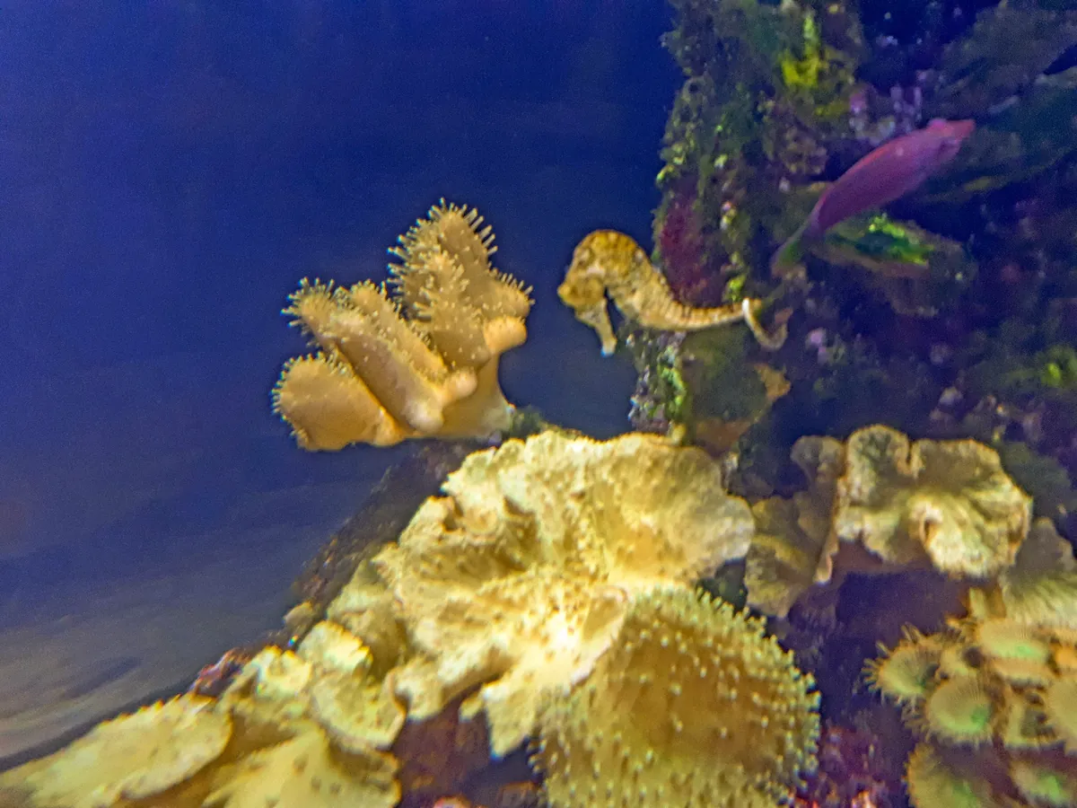 Oceanarium in Saint Petersburg