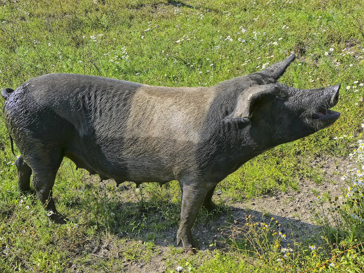 Tierpark Arche Warder