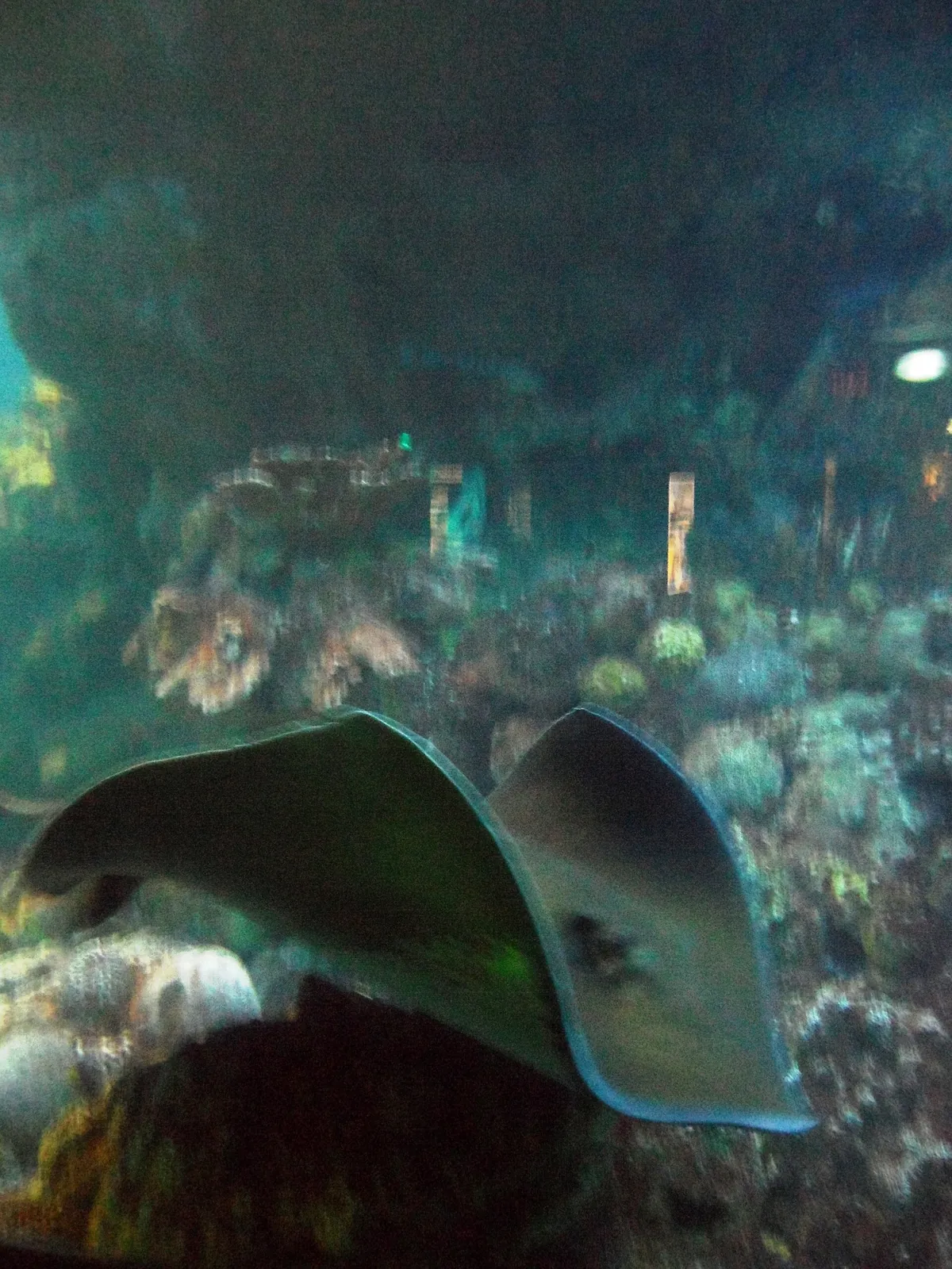 New England Aquarium