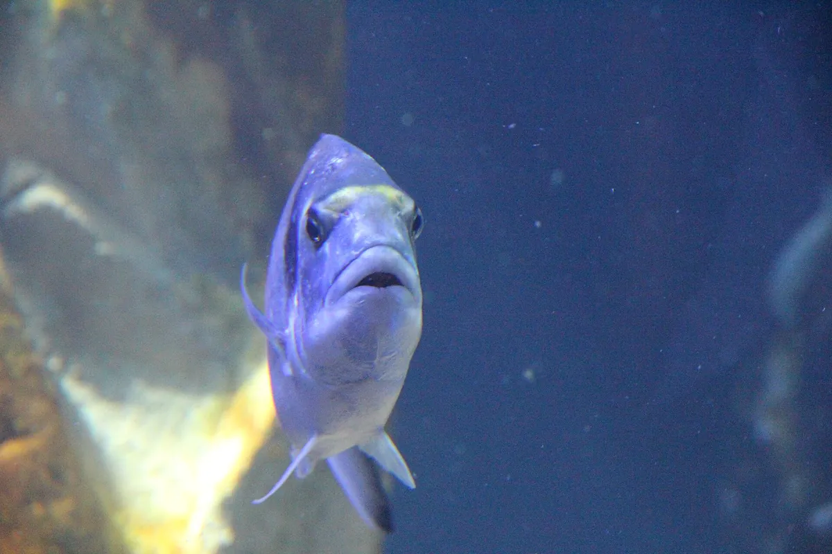 Cala Gonone aquarium