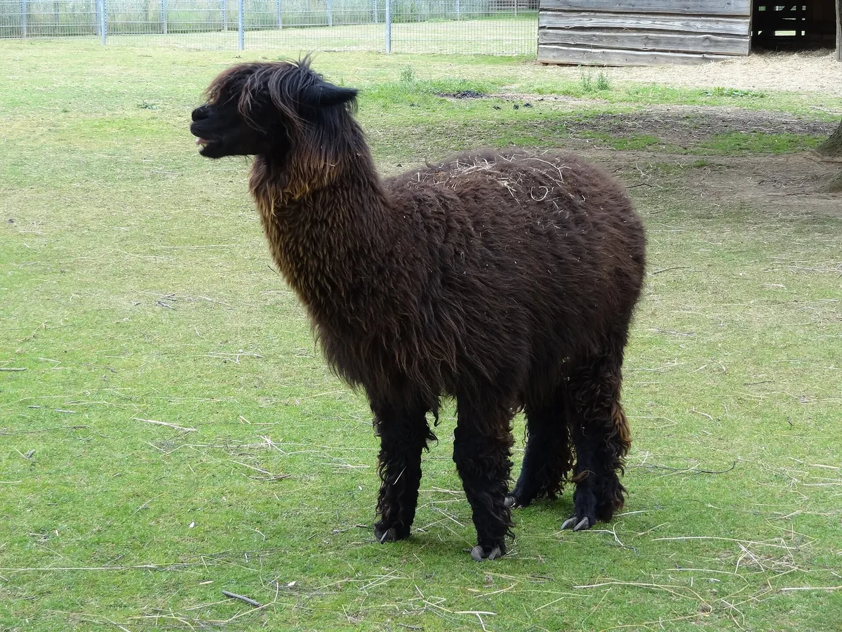 Tierpark Klosterwald