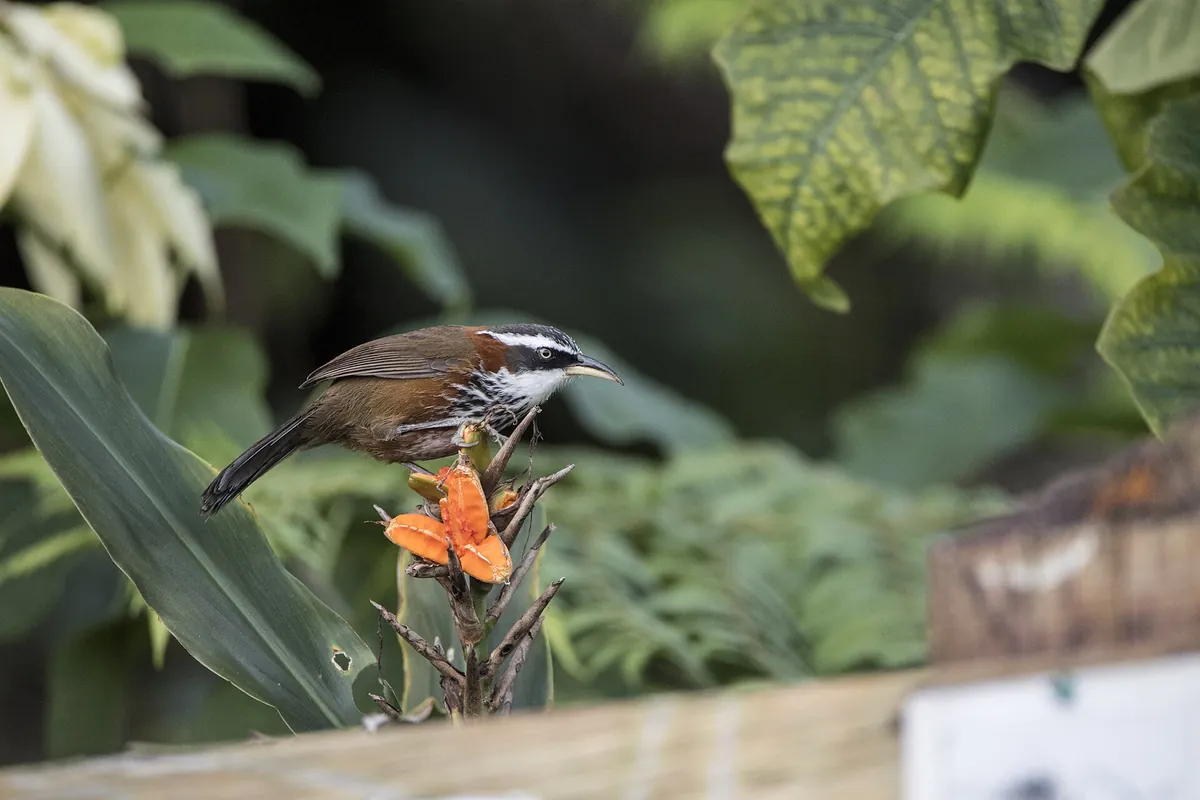 Fonghuanggu Bird and Ecology Park