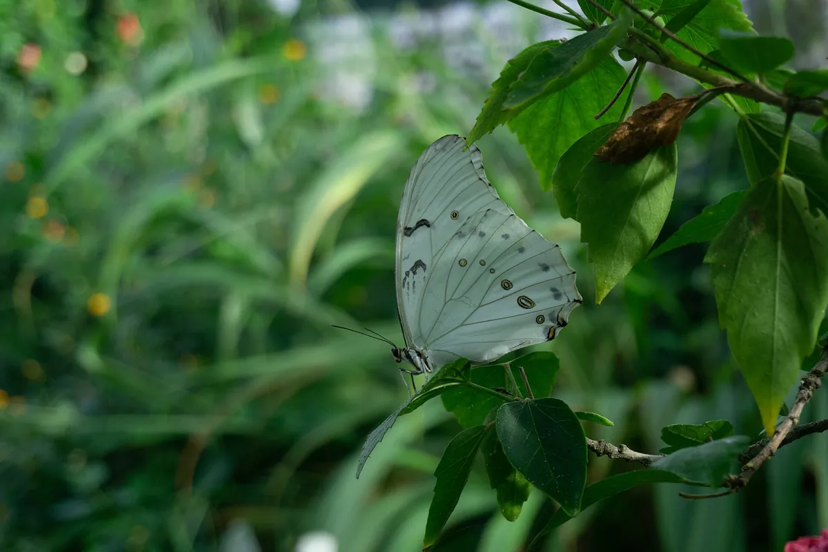 Stratford Butterfly Farm