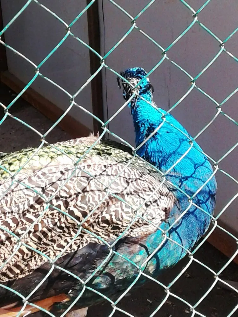 Dushanbe Zoo