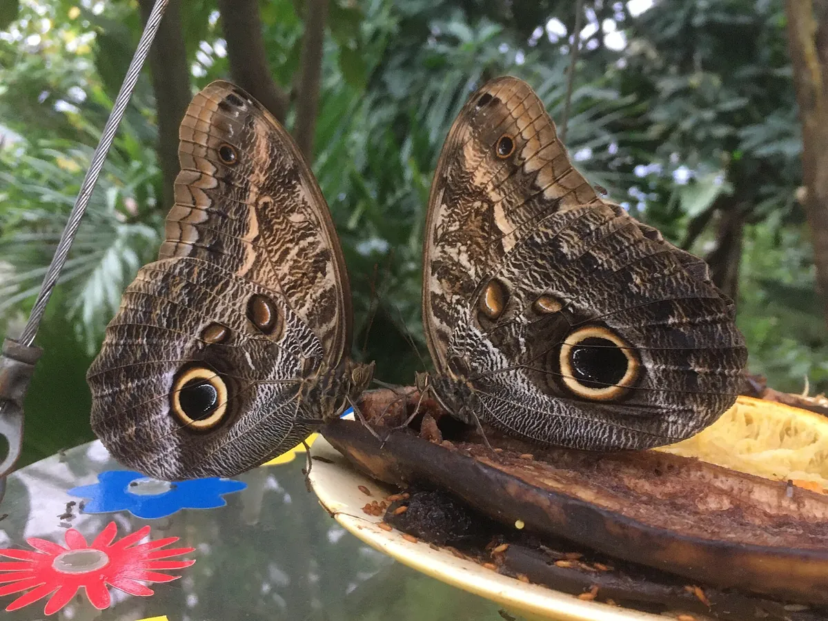 Papiliorama