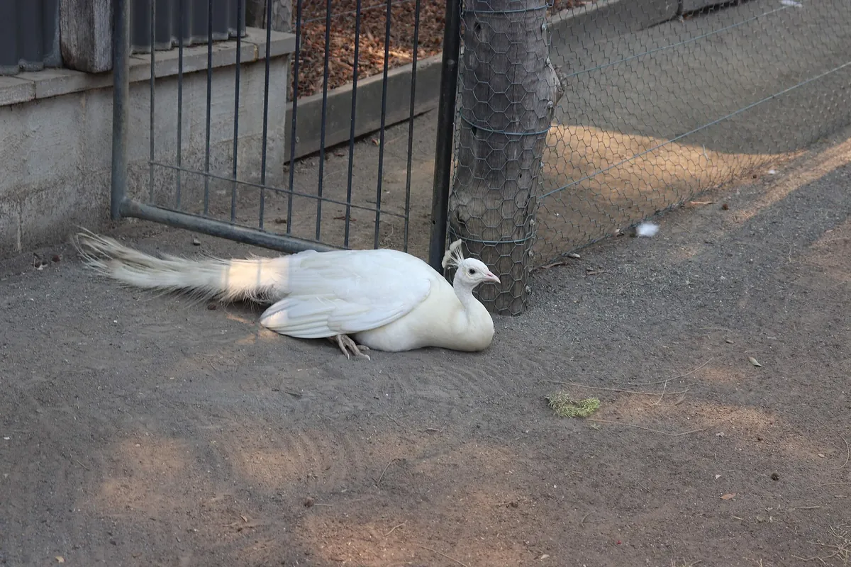 Hunter Valley Wildlife Park