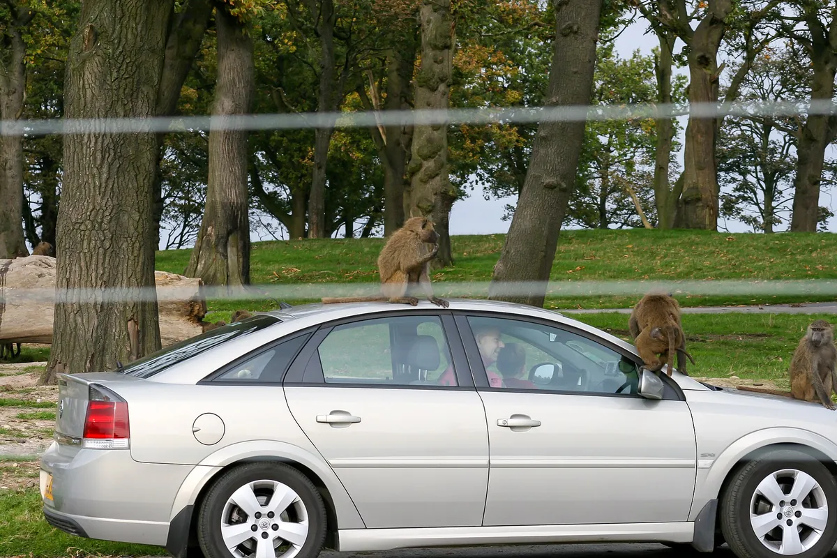 Knowsley Safari