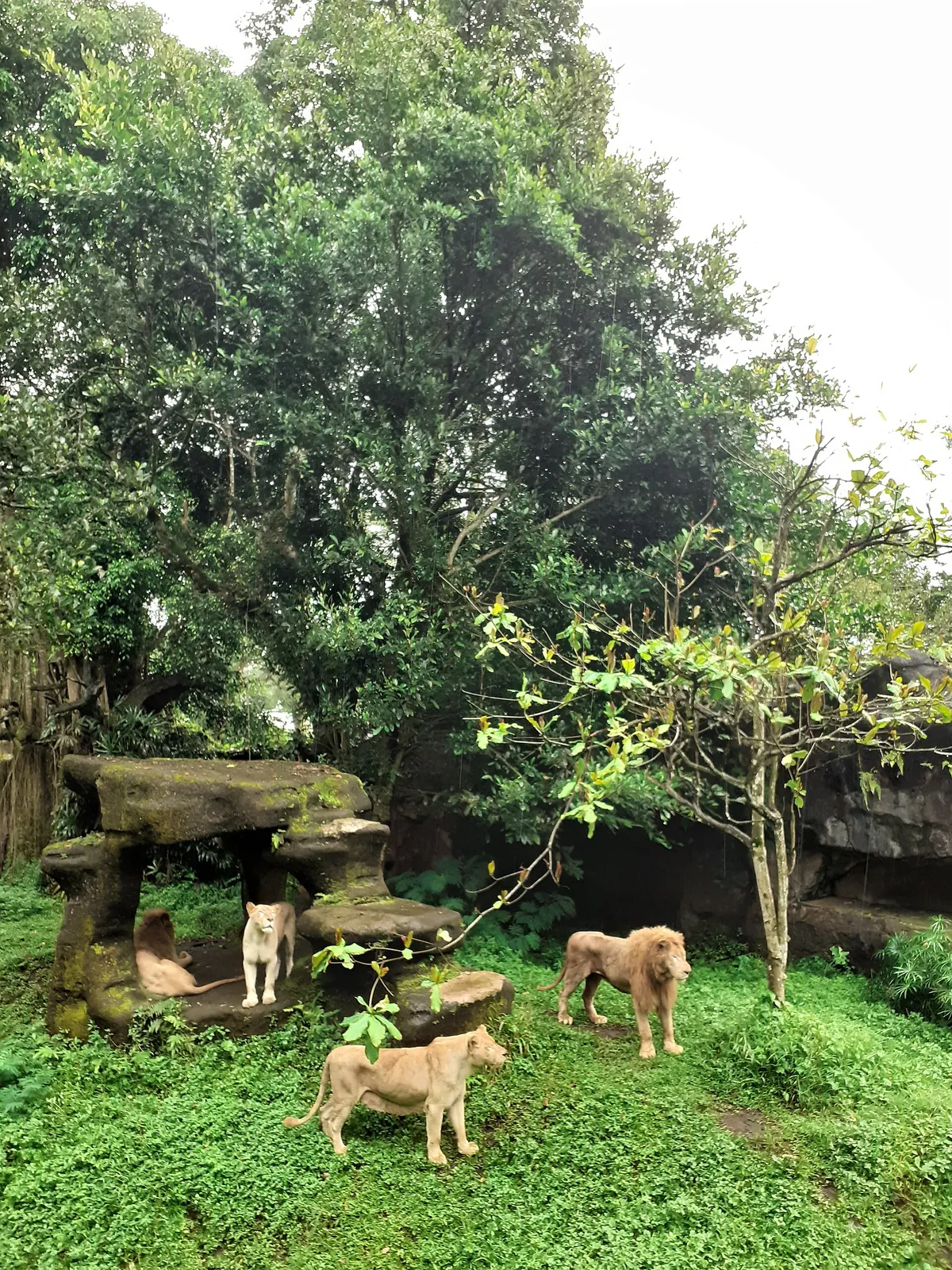 Taman Safari Indonesia 2