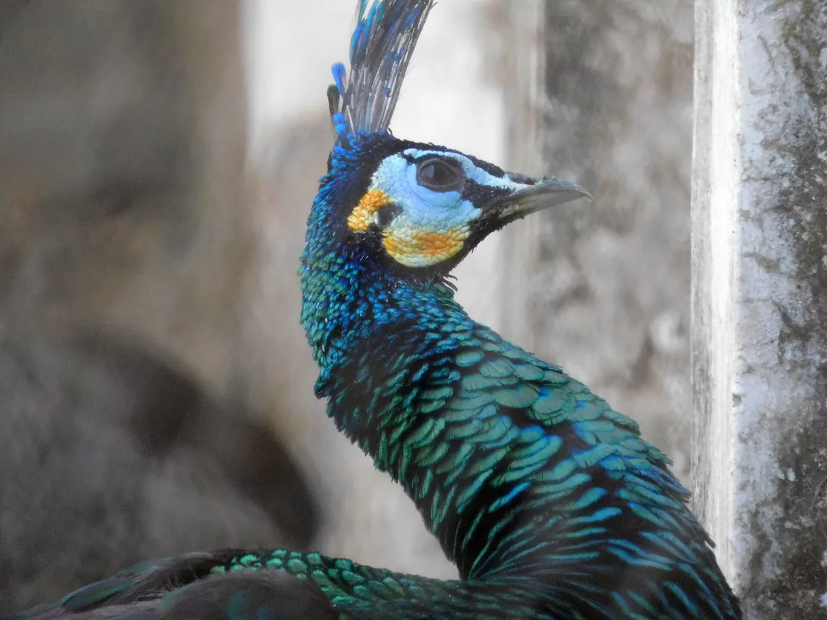 Sakkarbaug Zoological Garden