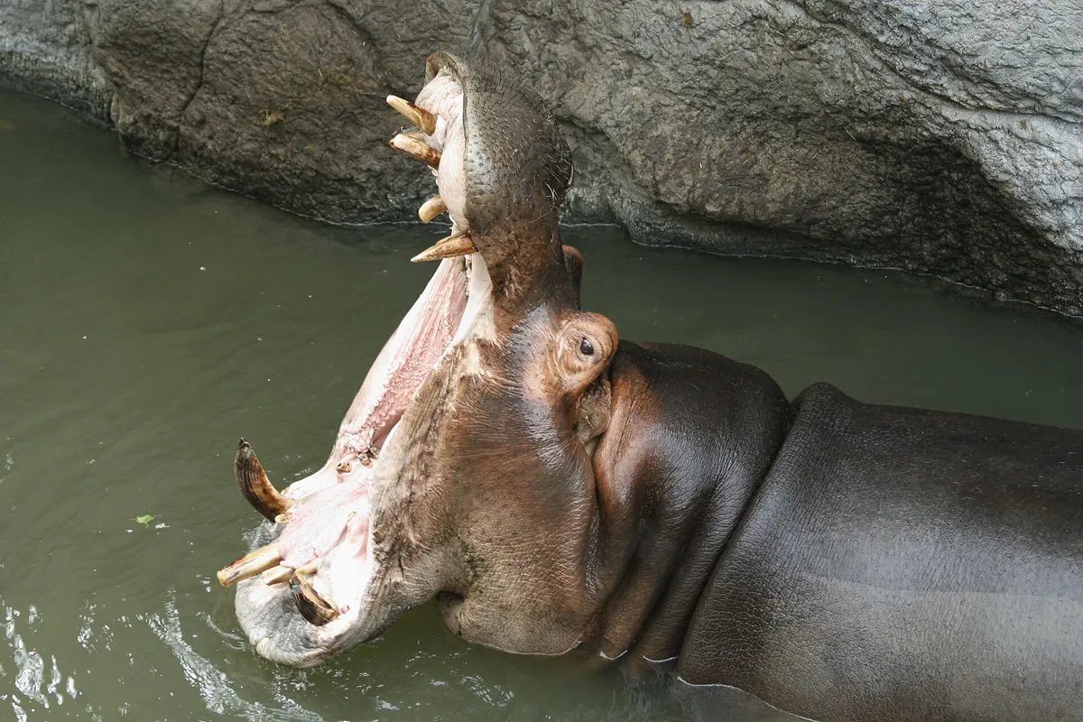 Dickerson Park Zoo