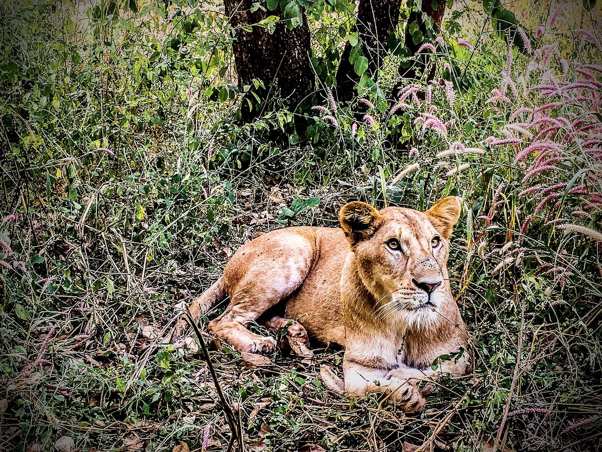 Nandanvan Jungle Safari