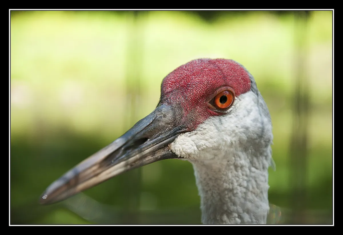Elmvale Jungle Zoo