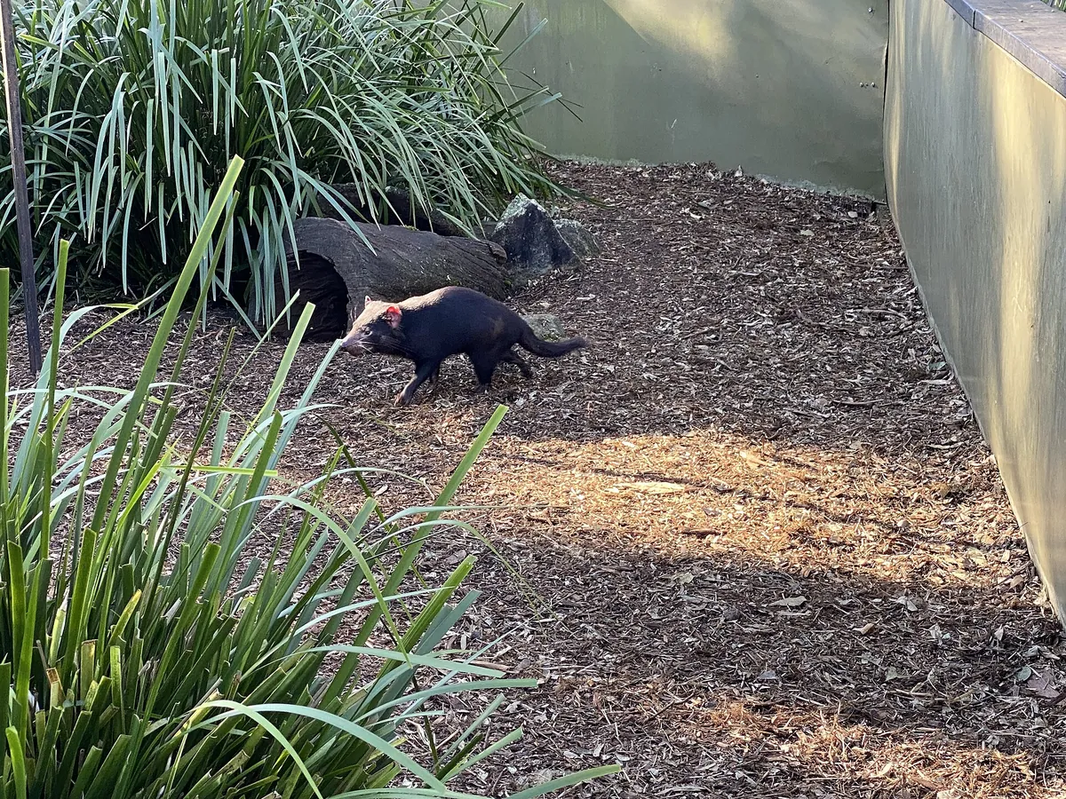 Australian Reptile Park
