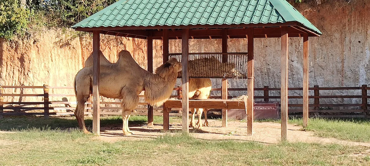 Animalia Reserva
