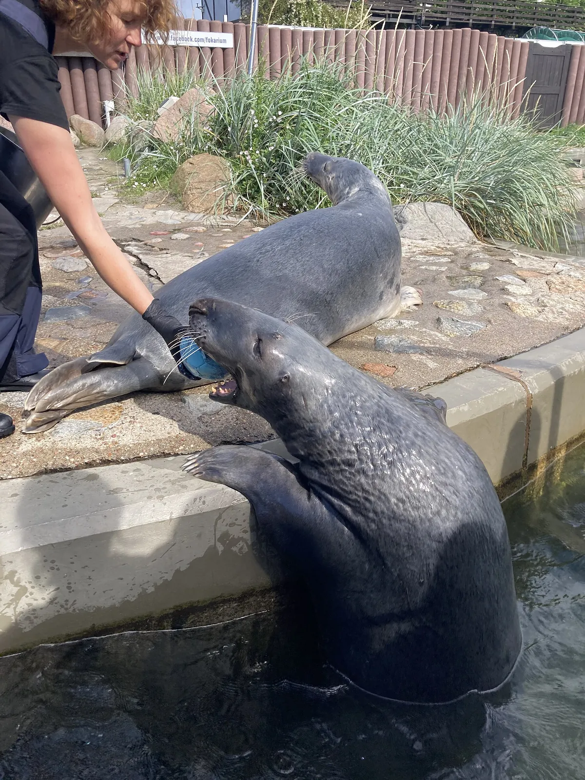 Seal Sanctuary in Hel