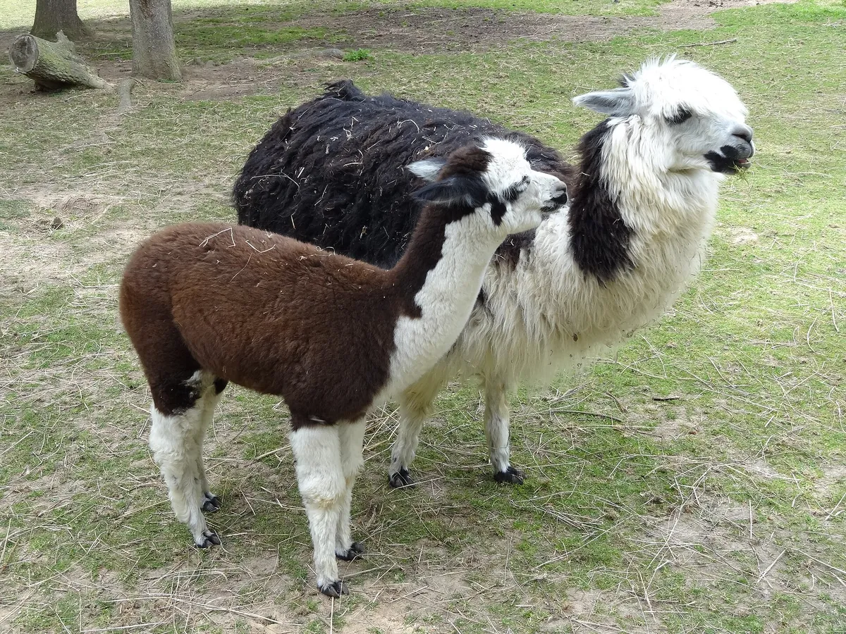 Tierpark Klosterwald