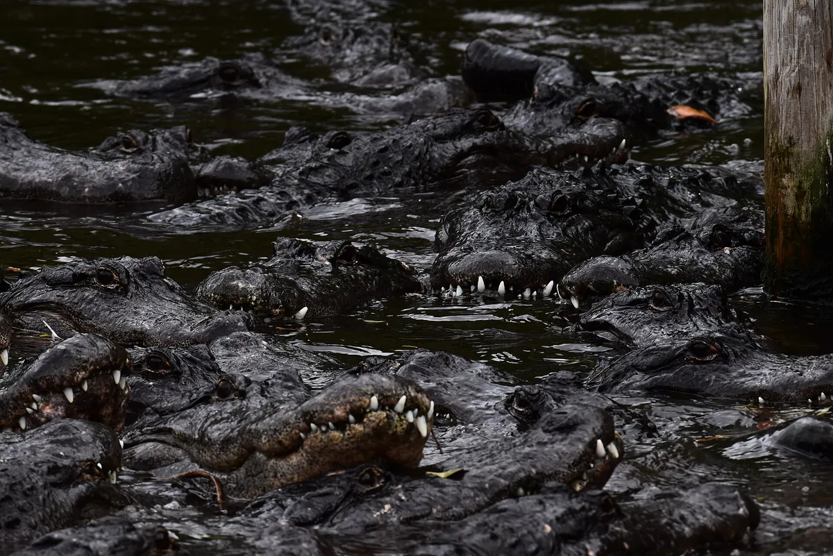 St. Augustine Alligator Farm