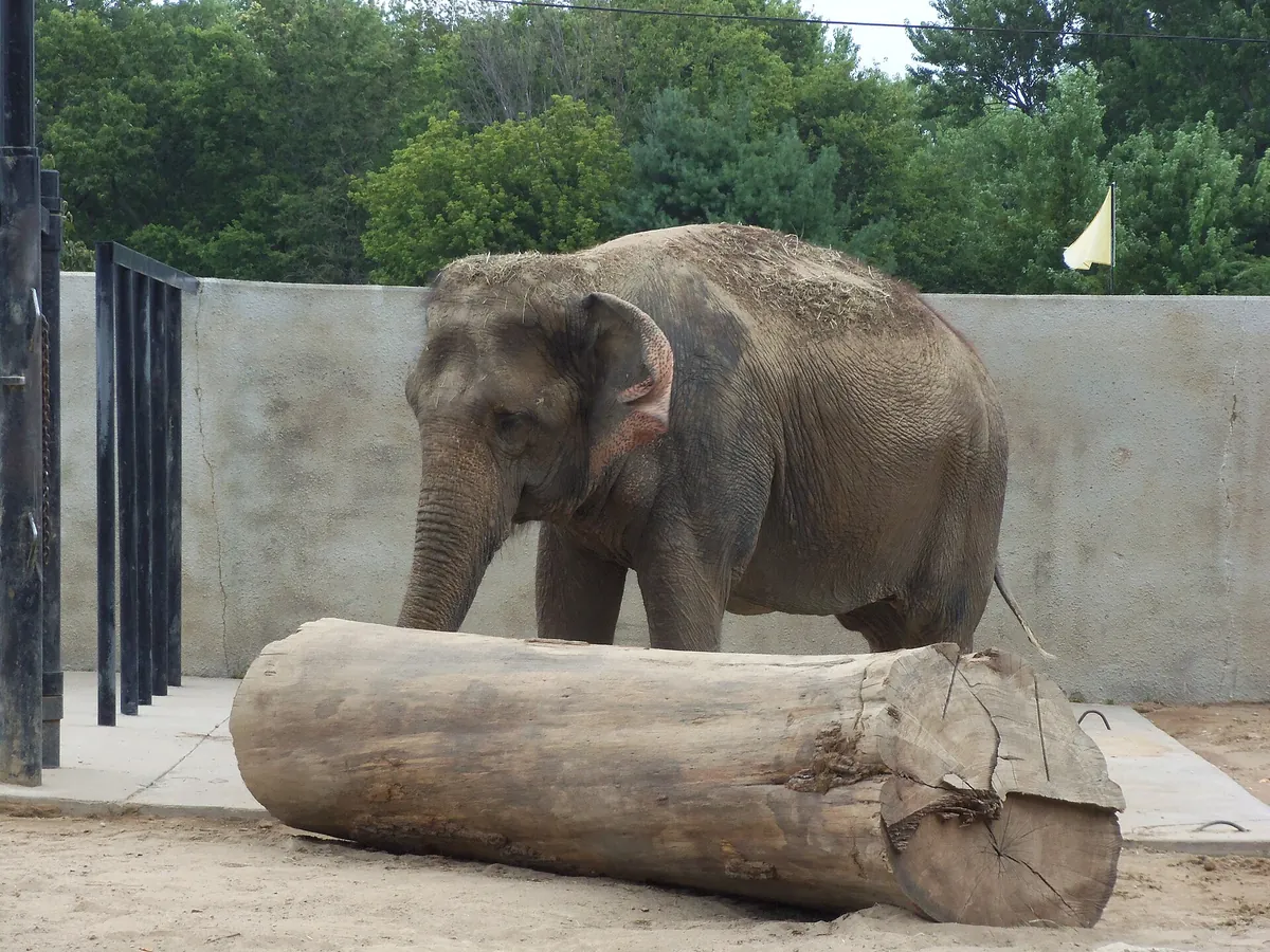 Niabi Zoo