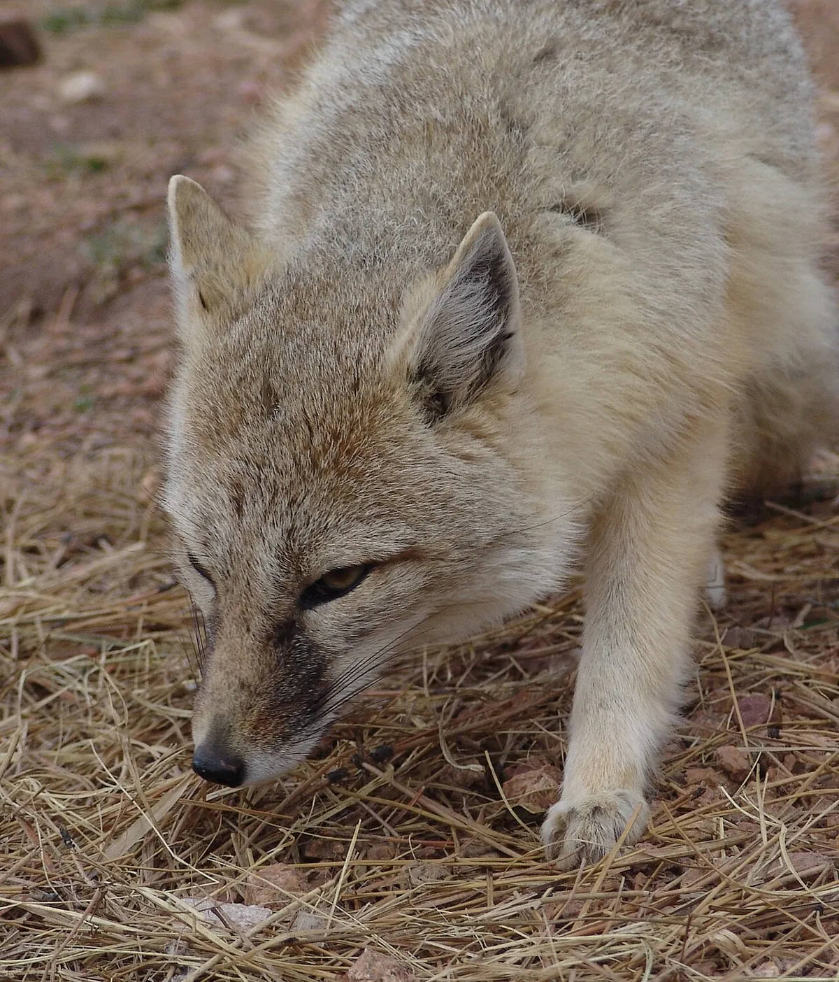 Colorado Wolf & Wildlife Center