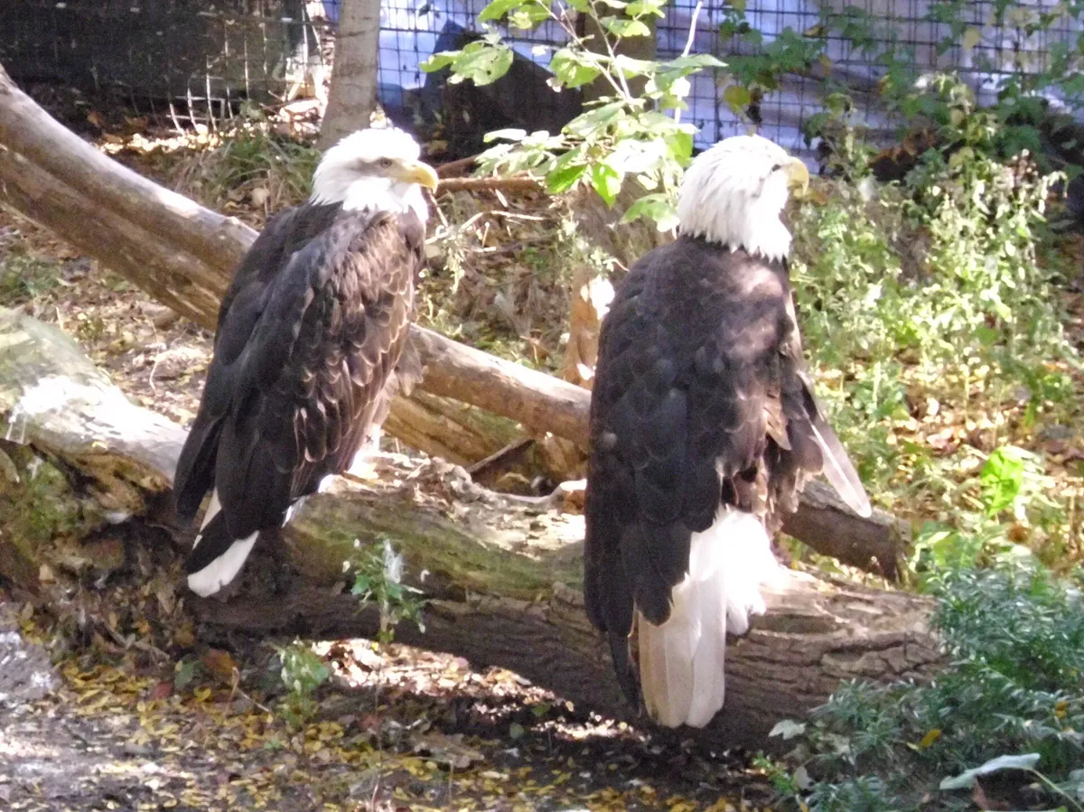 Lincoln Children's Zoo