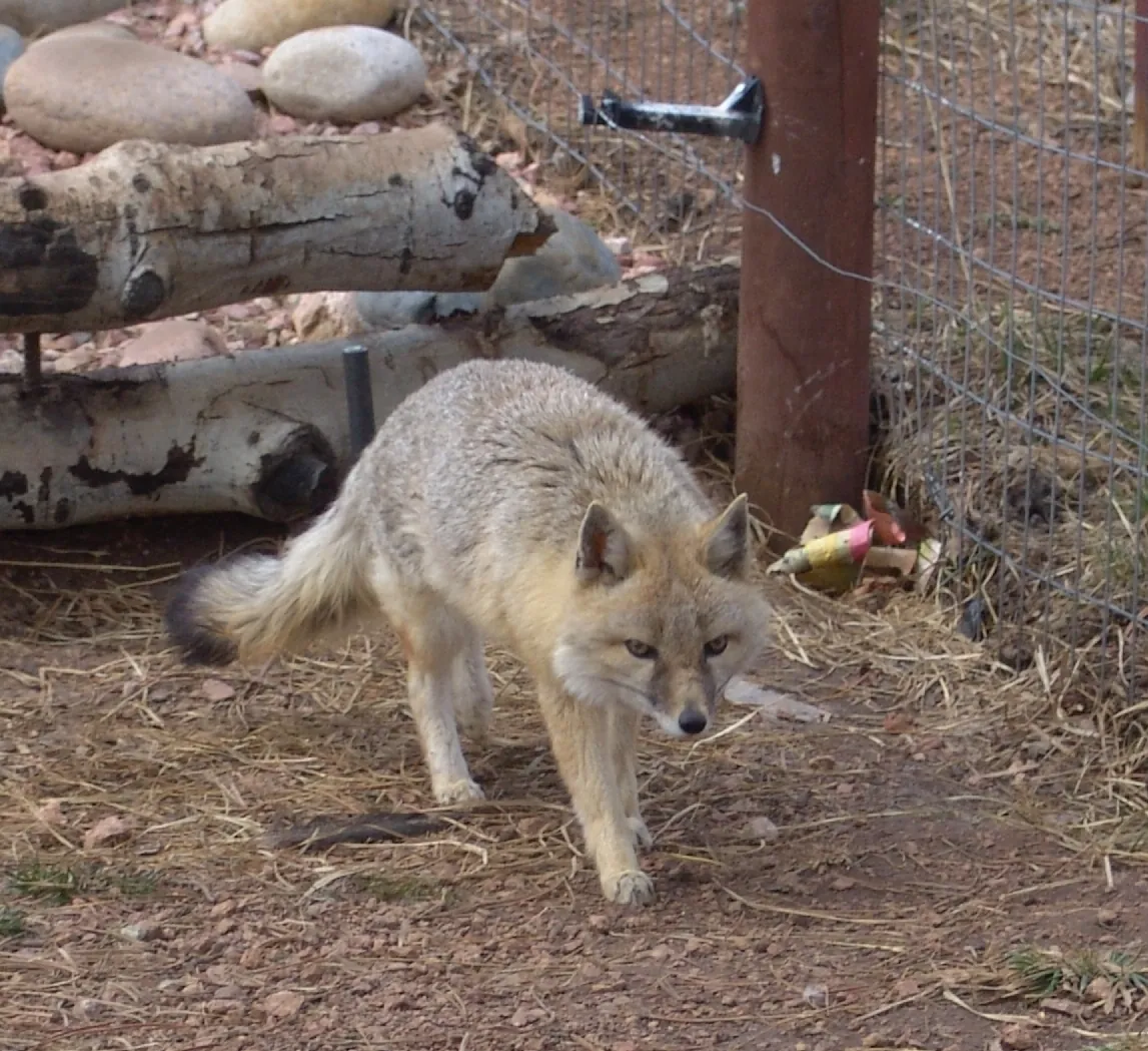 Colorado Wolf & Wildlife Center