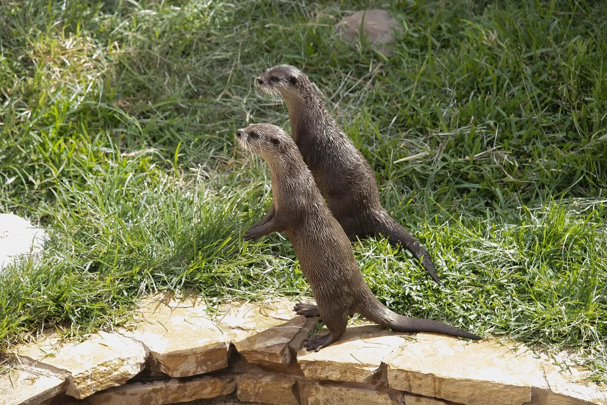 SeaWorld San Antonio