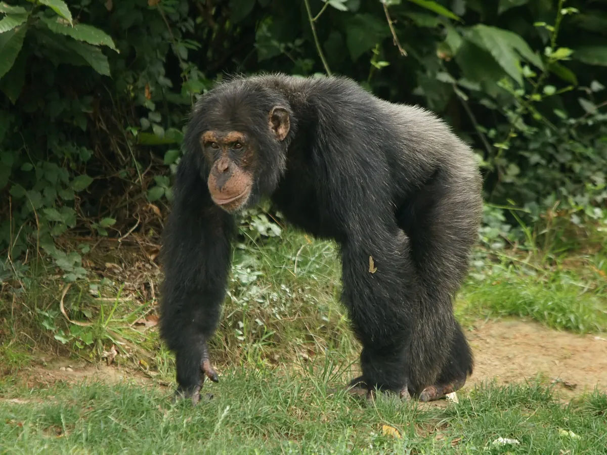 La Vallée des Singes