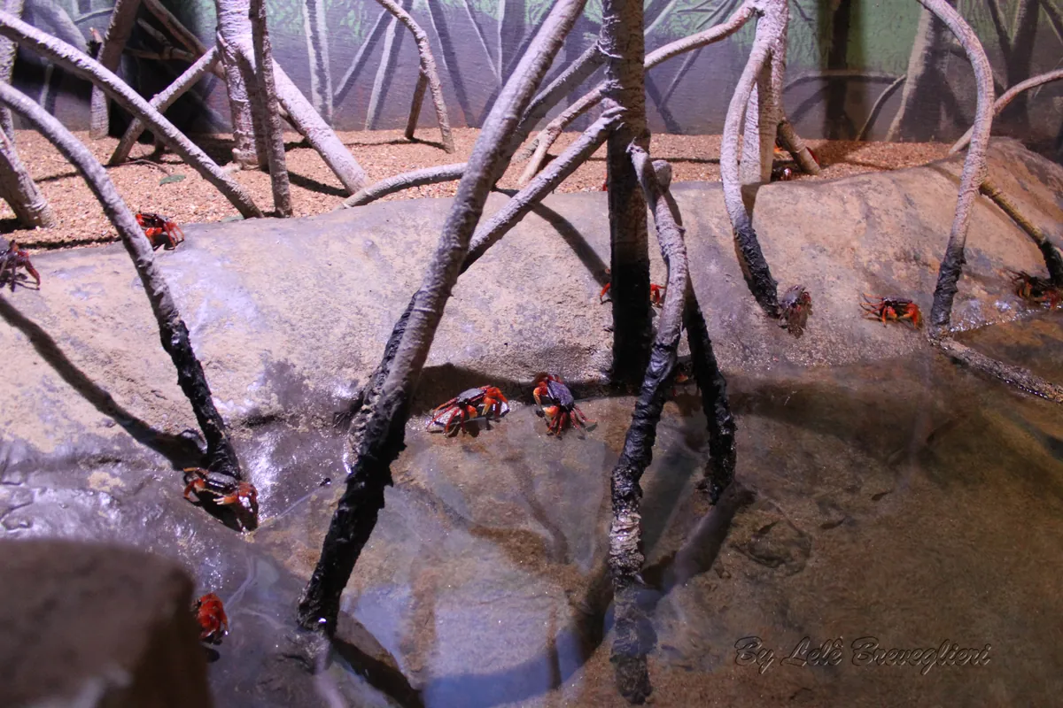 Acqua Mundo
