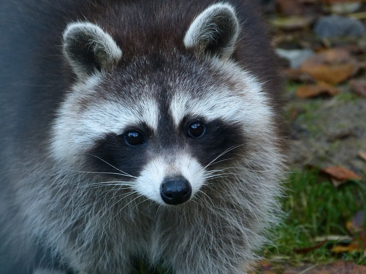 Schwarzwaldzoo Waldkirch