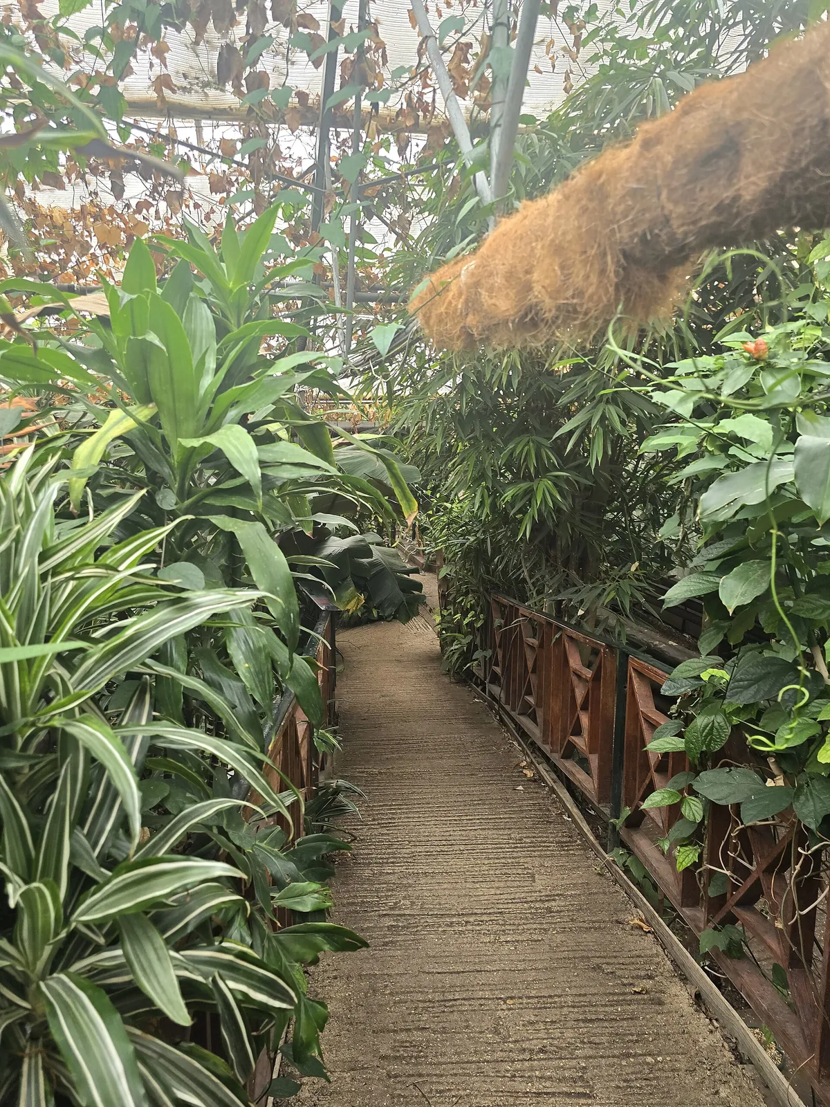 The Living Rainforest