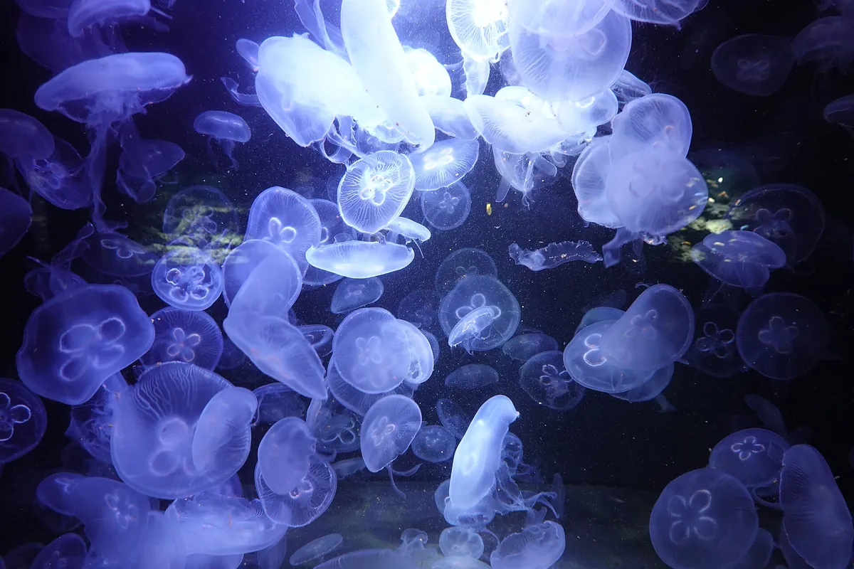Aquarium Berlin