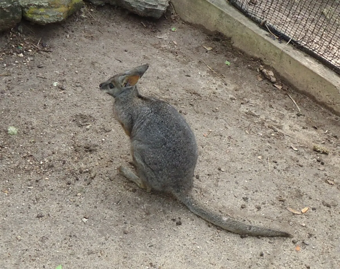Bermuda Aquarium, Museum and Zoo