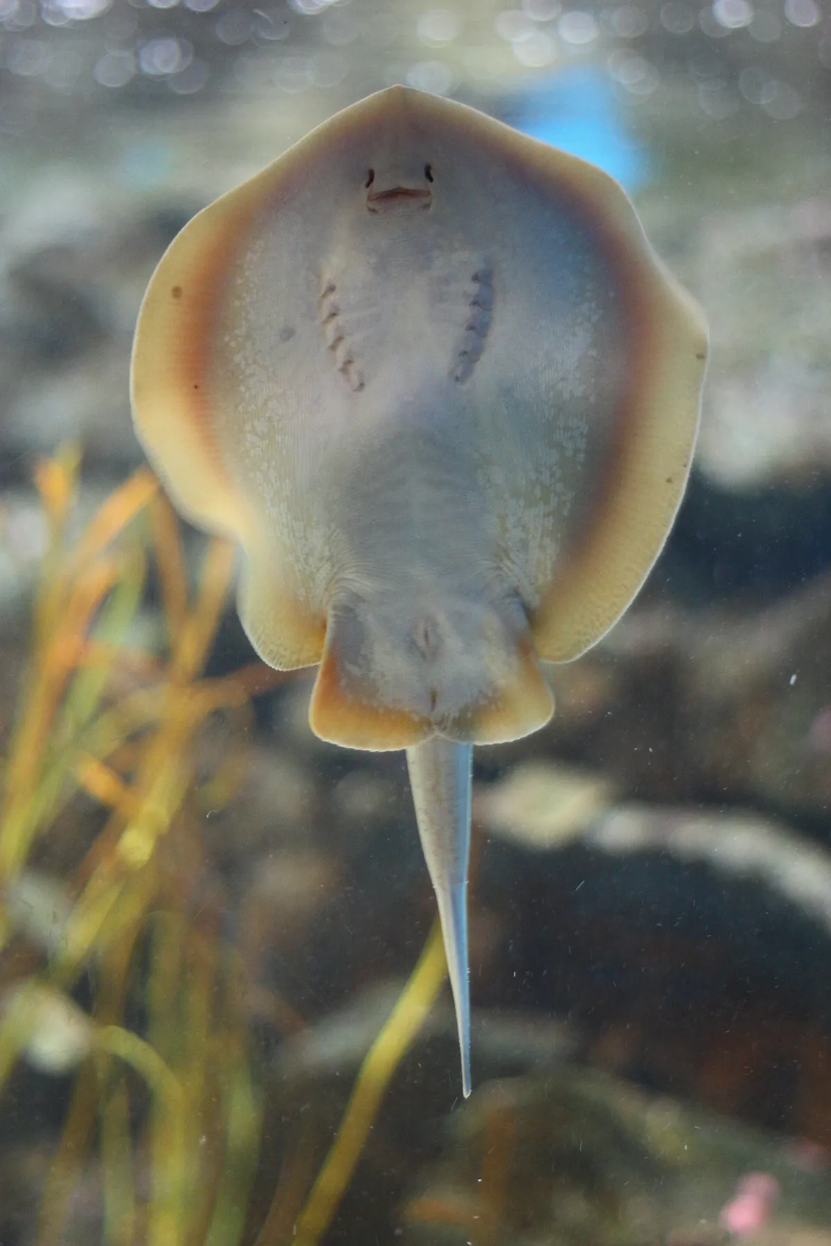 Birch Aquarium at Scripps