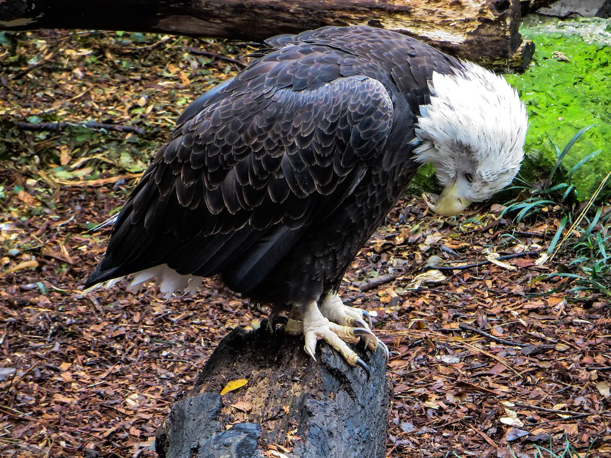 Santa Fe College Teaching Zoo