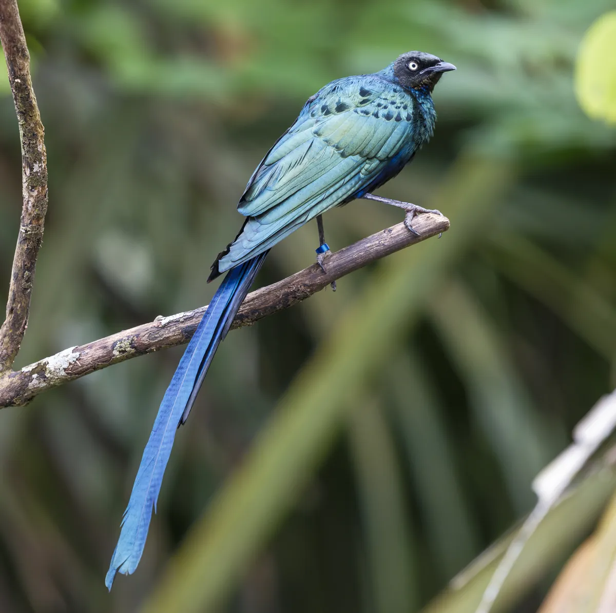 Bird Paradise