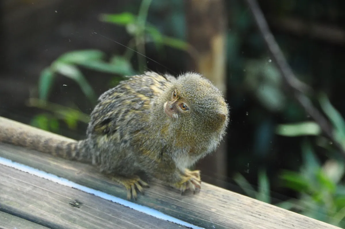 Shaldon Zoo