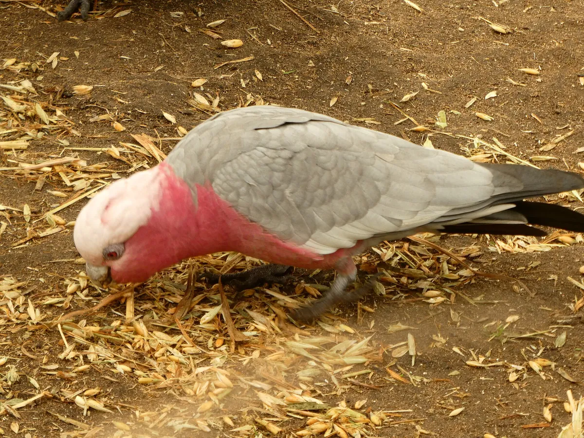Halls Gap Zoo