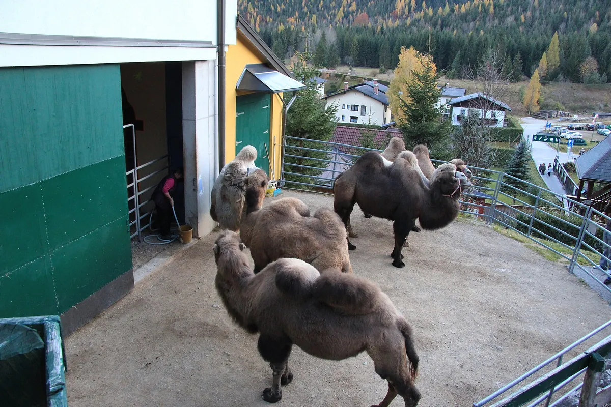 Kameltheater Kernhof