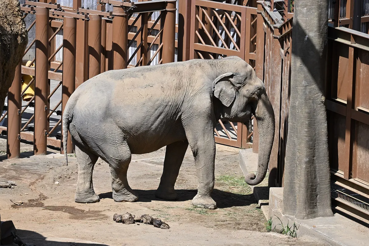 Tama Zoo