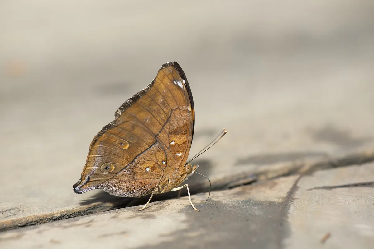 Butterfly Creek