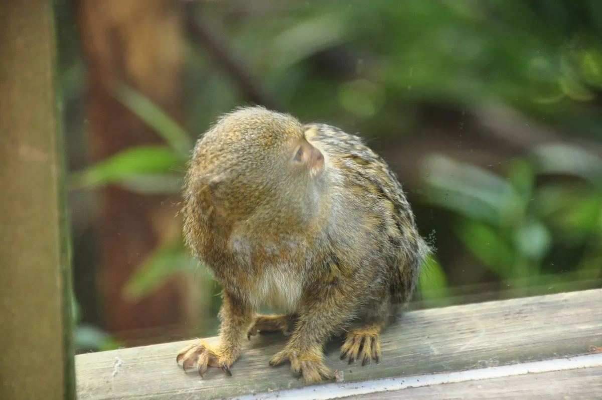 Shaldon Zoo
