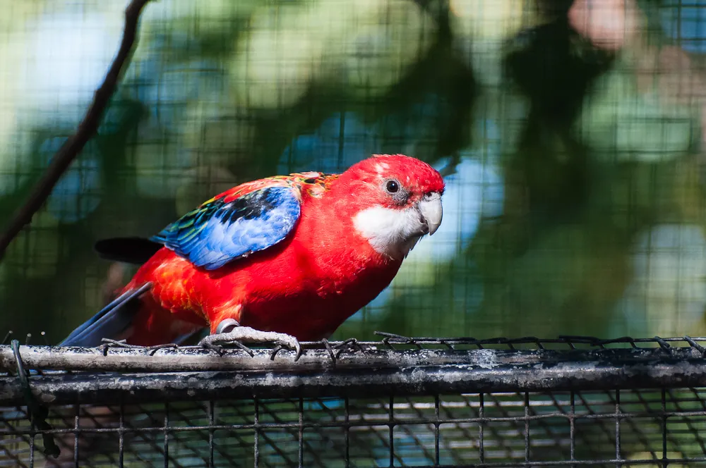 Cheptainville Zoo