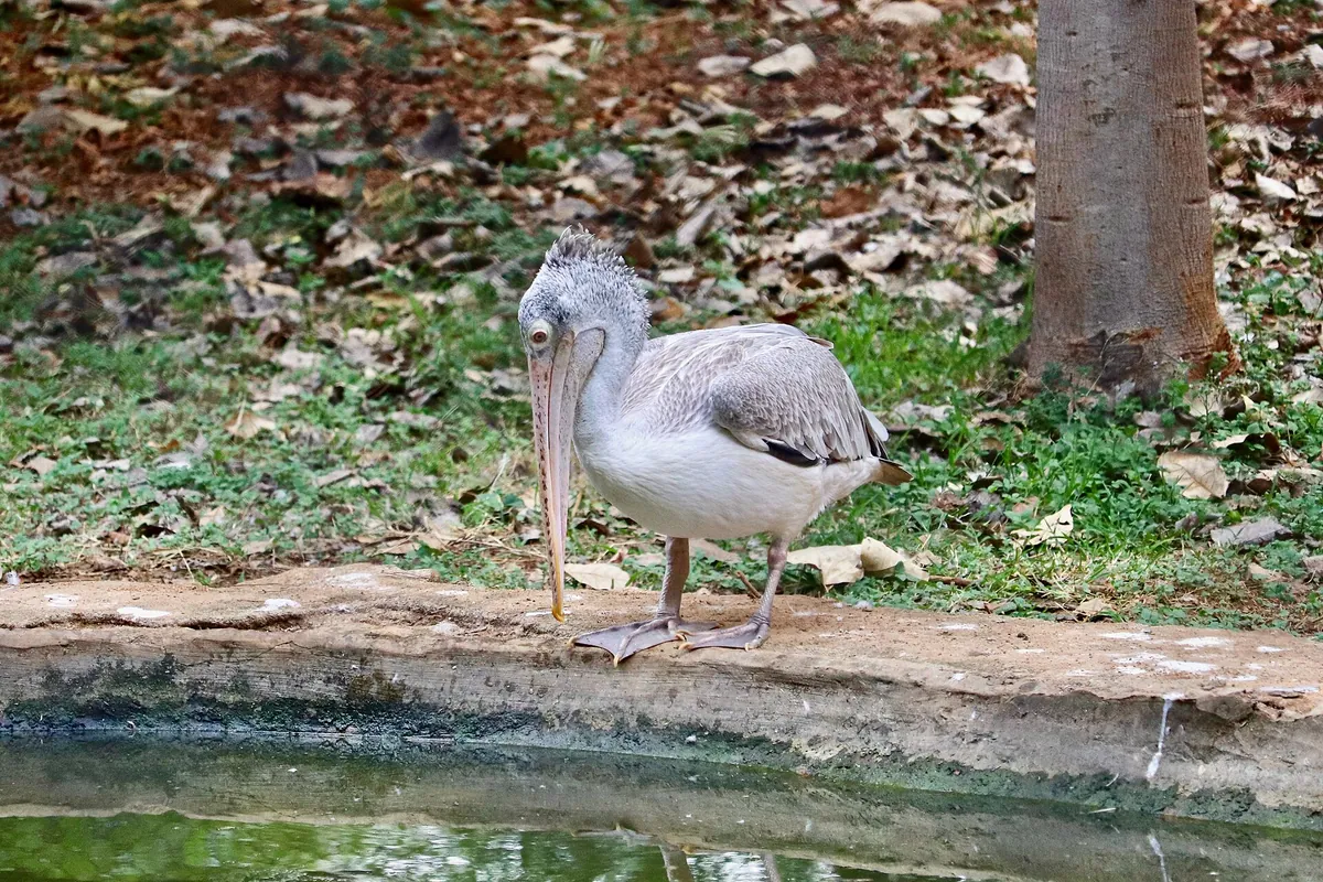 Sri Venkateswara Zoological Park