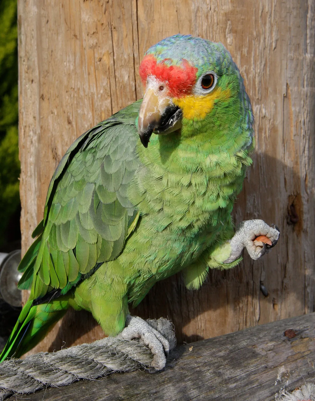 Lincolnshire Wildlife Park