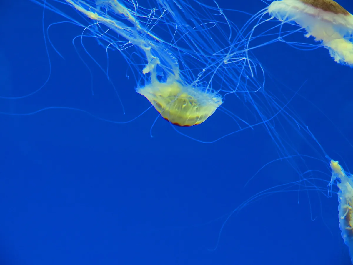 Aquarium of Veracruz